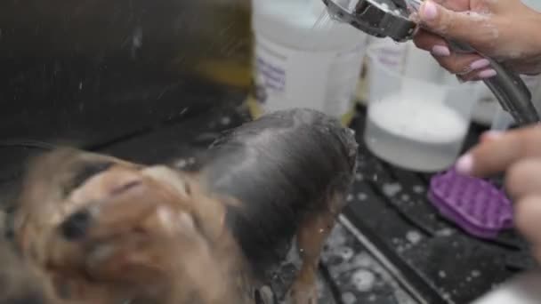 Happy Yorkshire Terrier Having Shower Grooming Salon — Stock Video
