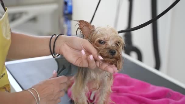 Dog Groomer Brushing Leashed Yorkshire Terrier Dog Salon — Vídeos de Stock