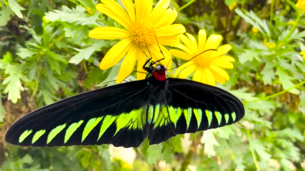 マレーシアのジャングルの黄色の花に黒と緑の美しい蝶が座っています — ストック動画