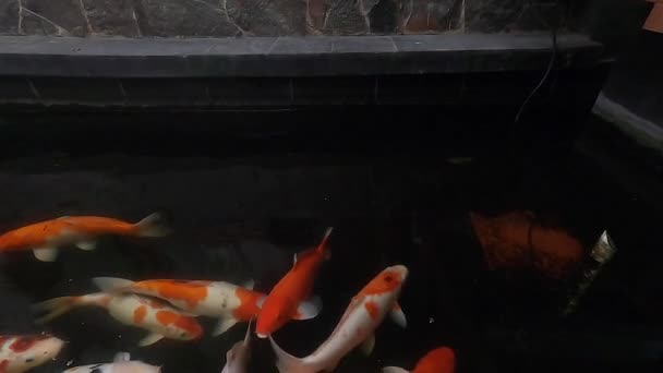 Slow Motion Shot Van Koi Vissen Zwemmen Donkere Achtergrond — Stockvideo