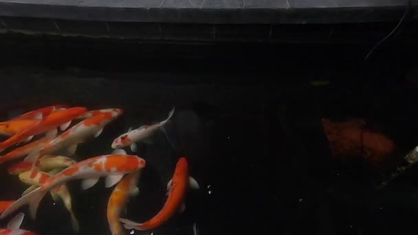Koi Vissen Zwemmen Rond Het Donker Achtergrond Top View — Stockvideo