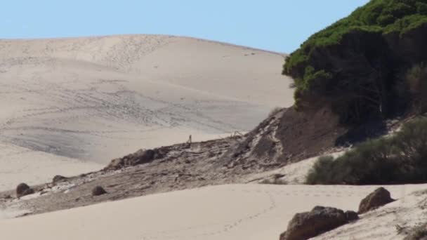 Песчаные Дюны Андалусии Испании Резолюции — стоковое видео