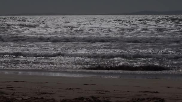 Kite Surfers Dog Dark Ocean Κύματα Κατά Διάρκεια Του Ηλιοβασιλέματος — Αρχείο Βίντεο