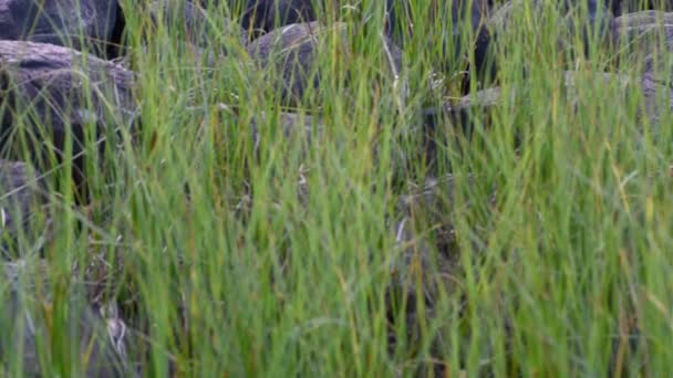 慢慢地从草丛倾斜到灰色的石头上 瑞典湖区的和平时刻 把注意力集中在中间 — 图库视频影像