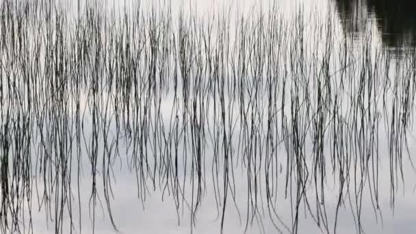 Solid Lake Water Surface Scenerey North Sweden Landscape Tilt Camera — Video