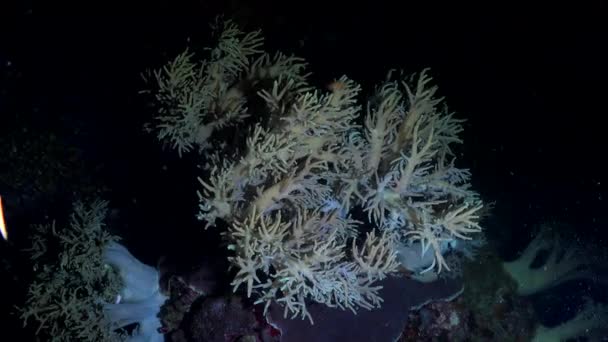Geceleri Yumuşak Mercanlar Suyun Altında — Stok video