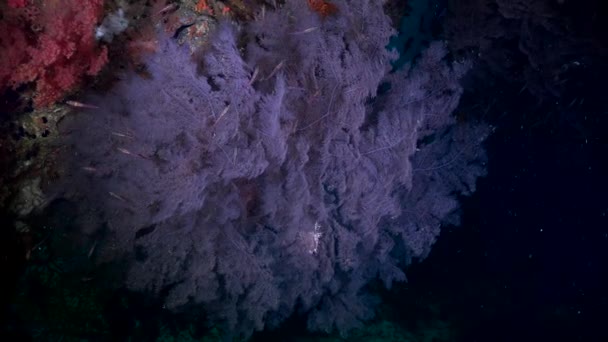 Μεγάλο Πορφυρό Μαλακό Κοράλλι Και Ψάρια Ύφαλο Κοραλλιογενή Ύφαλο — Αρχείο Βίντεο