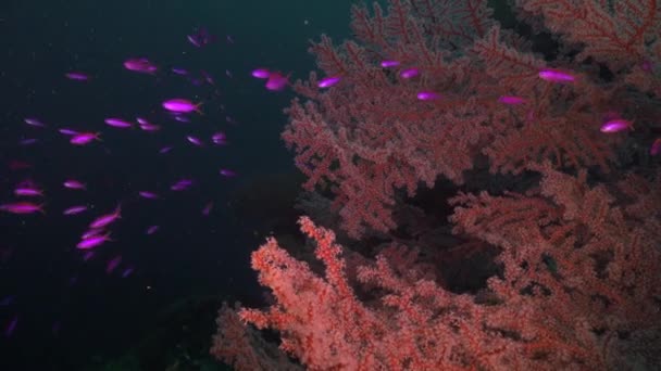 Kızıl Gorgonyalı Yelpaze Mor Anthias Balığı Tropikal Mercan Resifinde — Stok video