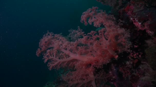 Rózsaszín Puha Korall Trópusi Korallzátony Depp Kék Óceán Háttérben — Stock videók