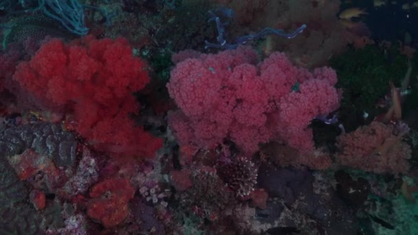 Vörös Rózsaszín Puha Korallok Trópusi Korallzátonyokon Halak Életével — Stock videók