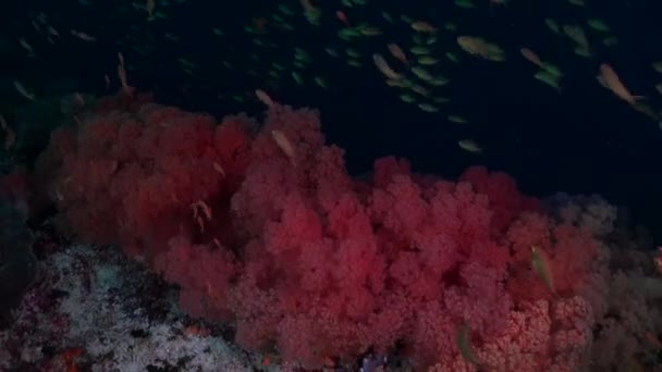 Mavi Okyanusta Yüzen Kırmızı Yumuşak Mercanlar Resif Balıkları — Stok video
