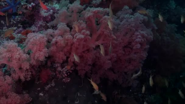 Дрейфуючи Вздовж Рожевих Яких Коралів Рифових Риб — стокове відео