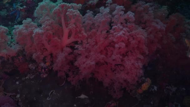Rosa Mjuka Koraller Och Revfiskar Nära Tropiska Korallrev — Stockvideo