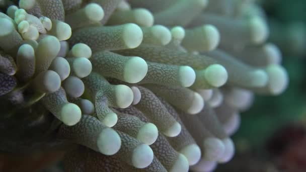 Burbuja Corales Super Primer Plano Macro Disparo — Vídeo de stock