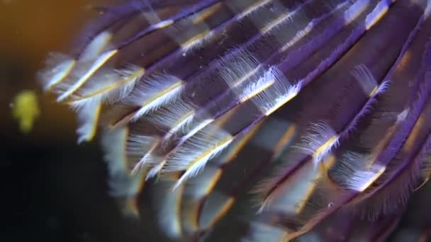 Purple Feather Star Super Close Macro Shot — Stock Video