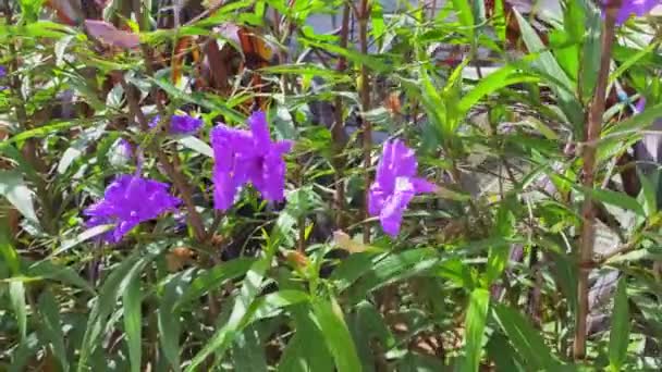 Neşeli Mor Çiçeklerin Avuç Çekimi Güneşli Yaz Güneşinde Yunan Adasında — Stok video