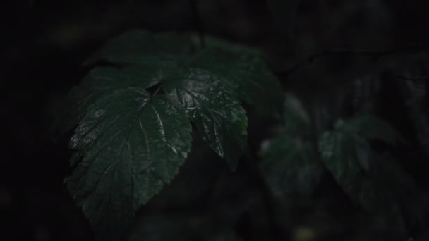 Zamknij Film Ciemnozielonymi Liśćmi Rosnącymi Gęstym Lesie Norwegii — Wideo stockowe