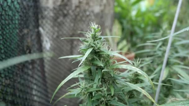 Hand Touch Hemp Cannabis Bud Plant Blooming Female Marijuana Flower — 비디오