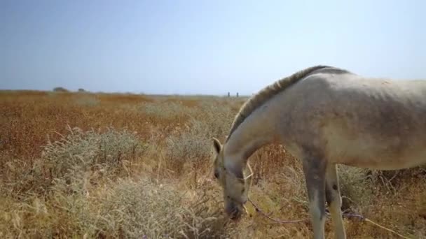 Δεμένο Άσπρο Άλογο Σχοινί Βόσκησης Στεγνό Γρασίδι — Αρχείο Βίντεο