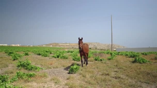 Rown Horse Grazing Free Field — Vídeo de stock
