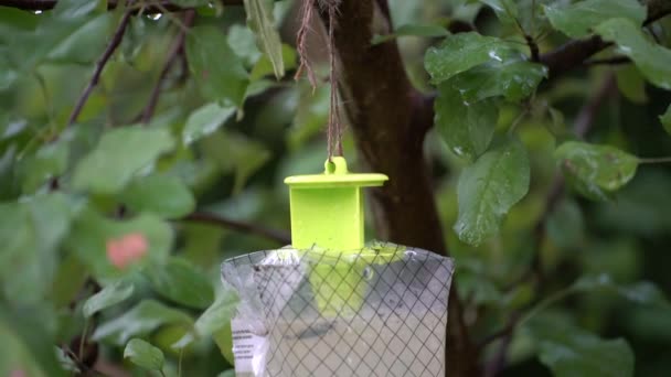 Disposable Water Activated Wasp Yellow Jacket Trap Hanging Tree — Video