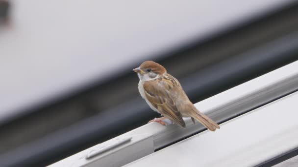 Common Eurasian Tree Sparrow Perching Rooftop Summer Day Tokyo Japan Stock Footage