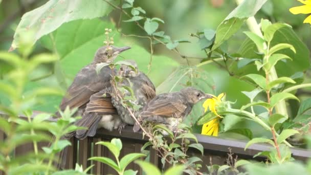 Group Japanese Brown Eared Bulbul Babies Perching Fence Surrounded Greenery — Video