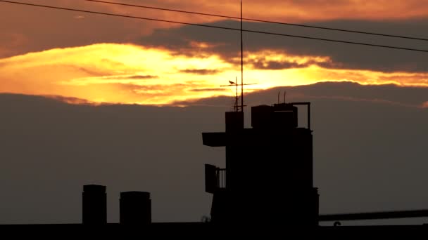 Krähen Fliegen Orangefarbenen Sonnenuntergang Über Der Skyline Von Tokio Japan — Stockvideo