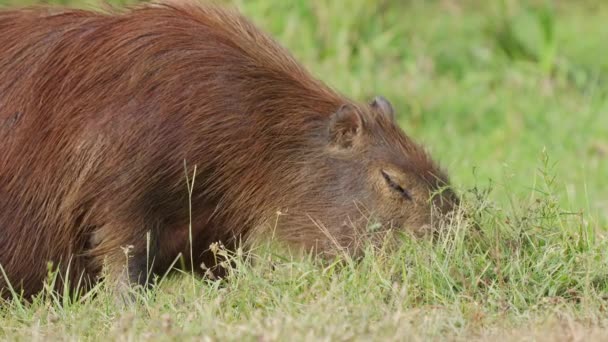 Κοντινό Πλάνο Ενήλικα Capybara Hydrochoerus Hydrochaeris Τρώει Χόρτο Υγρότοπους Ibera — Αρχείο Βίντεο