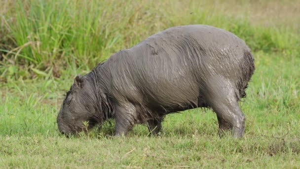 Capybara Covered Mud Grazing Grass Swampland Habitat South American Wildlife — Vídeo de stock