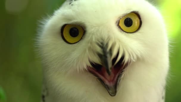 Close Snow Harfang Owl Open Mouth Screaming — Stok Video