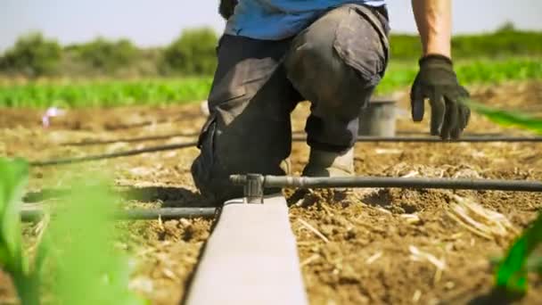 Farmer Przecina Kroplówkę Nożyczkami Polu Kukurydzy Izraelska Technologia — Wideo stockowe