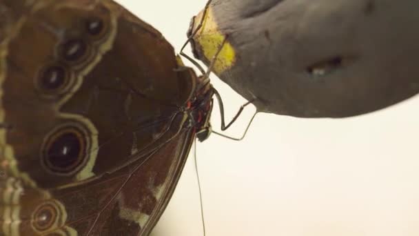 Makro Snímek Morfova Motýla Krmení Banánu — Stock video