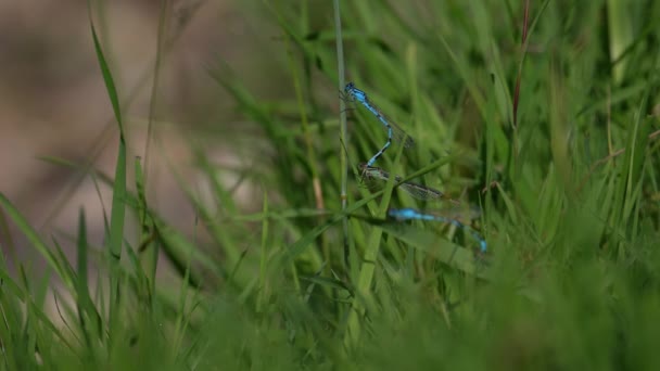 Damselflies Mating Green Grass Close — Video