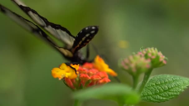 ランタナの花でメタノテミト蝶の餌ネクター マクロ — ストック動画
