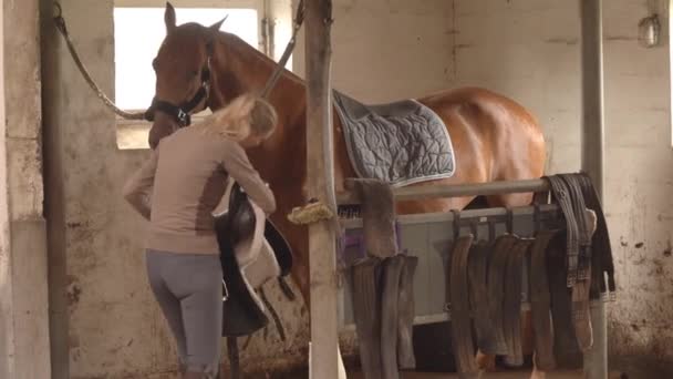 Vrouw Zadelen Tot Haar Kastanje Paard Stal Breed — Stockvideo