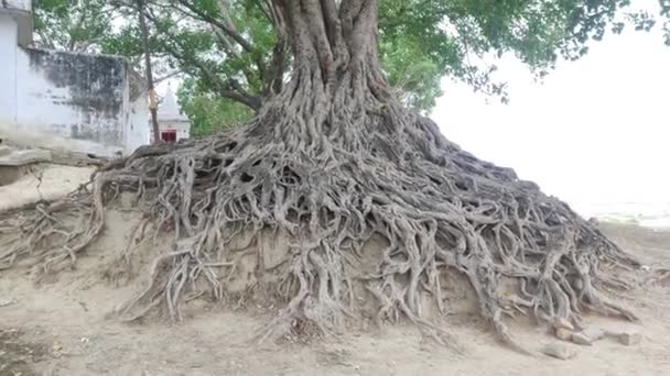 Nádherný Banyan Hlubokými Kořeny Erozí Půdy Ekologicky Citlivé Zóně Kořeny — Stock video