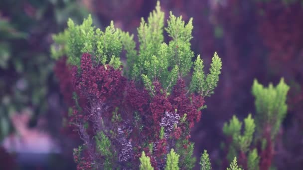 Veelkleurige Varens Achtige Planten Met Een Prachtige Groene Paarse Tint — Stockvideo