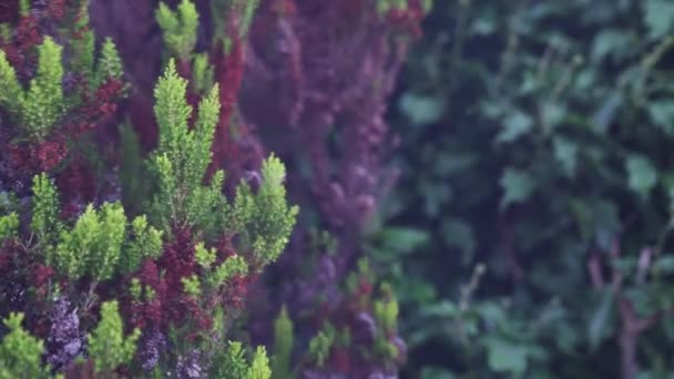 Зеленые Фиолетовые Растения Цветущие Ветру Туманным Ощущением Статический — стоковое видео