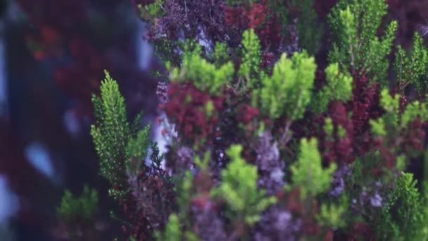 Gorgeous Green Purple Fern Foliage Bowing Wind Pedestal Close — Stock Video