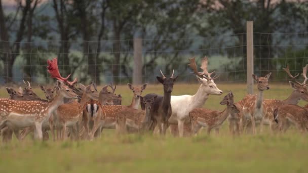 Herd Fallow Deer Standing Watching Agricultural Field Wide — Vídeos de Stock