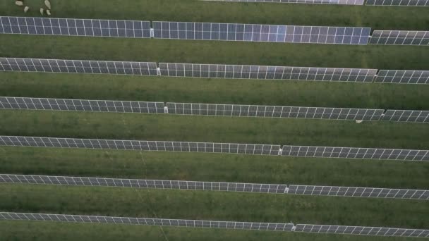 Вид Зверху Сонячні Панелі Зелених Полях Гравіруванням Овець Повітряний Постріл — стокове відео