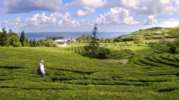 Mochila Homem Andando Fileiras Arbusto Plantação Chá Verde Tiro Drone — Vídeo de Stock
