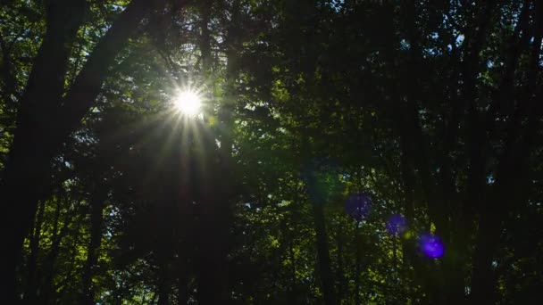 Solljus Skiner Genom Löv Skog — Stockvideo