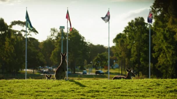 Canguros Vida Silvestre Nativos Frente Icónica Bandera Australiana Bandera Indígena — Vídeos de Stock