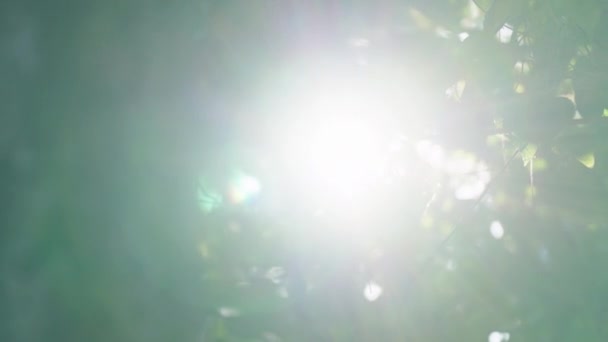 Bright Sun Flare Shining Leaves Trees Slow Motion — Stock Video
