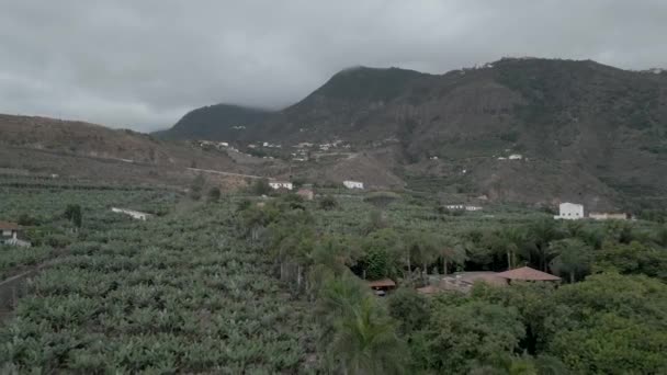 Banana Plantation Next Mountain Natural Farm — Vídeo de stock