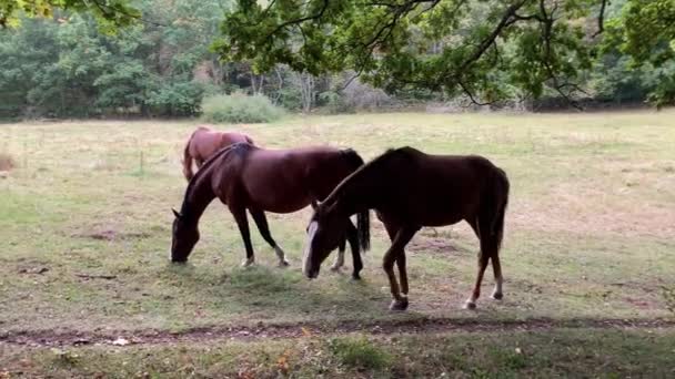 Cavalos Pastando Prado Cercado Por Floresta — Vídeo de Stock