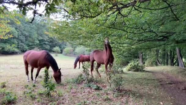 Three Horses Grazing Meadow Surrounded Forest — Vídeos de Stock