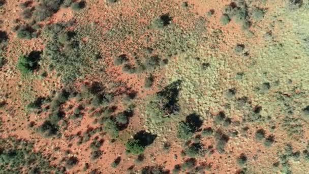 Luftaufnahme Der Afrikanischen Savanne Mit Verstreuten Bäumen Und Gräsern Auf — Stockvideo
